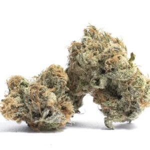 THCA Flower : Government Oasis