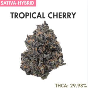 THCA Flower : Tropical Cherry