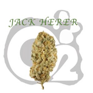 THCA Flower : Jack Herer