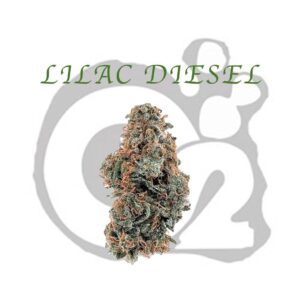 THCA Flower : Lilac Diesel
