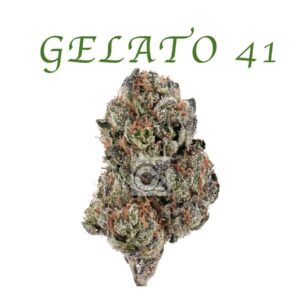 THCA Flower: Gelato 41
