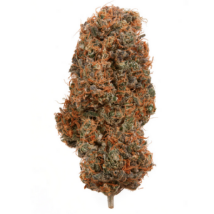 THCA Flower: Blueberry Muffin (Smalls)